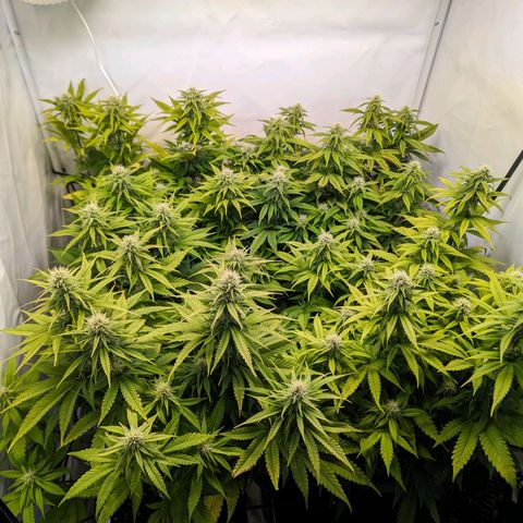 Critical Kush growlog timeline photo