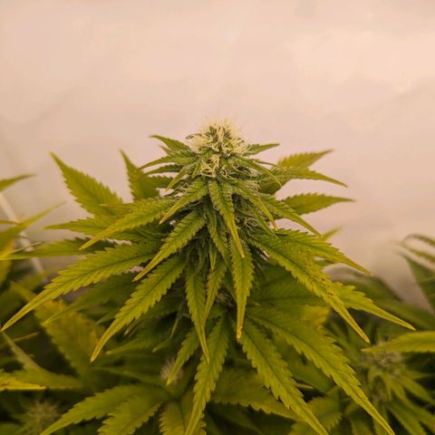 Critical Kush growlog timeline photo