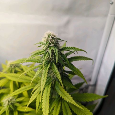 Critical Kush growlog timeline photo