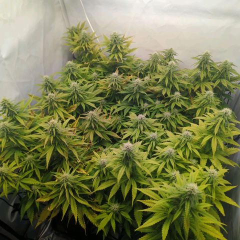Critical Kush growlog timeline photo
