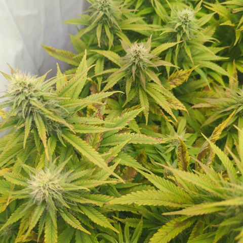 Critical Kush growlog timeline photo