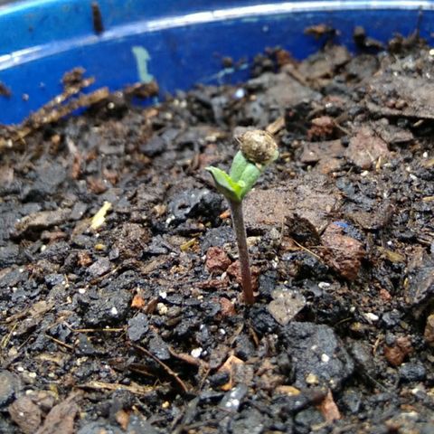 Laika growlog photo: Ela finalmente derrotou a terrível  e poderosa casca. 💚