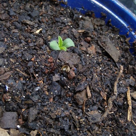 Laika growlog photo: A casca que era seu refúgio ficou pra trás. Lliberdade!!!