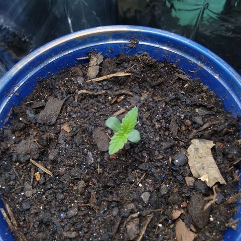 Laika growlog photo: Ontem aproximei ela da luz , não quero que ela estique muito. Coloquei tbm uma semente de prenseeds pra germinar em um vaso ao lado