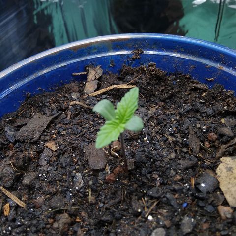 Laika growlog photo: Ontem aproximei ela da luz , não quero que ela estique muito. Coloquei tbm uma semente de prenseeds pra germinar em um vaso ao lado