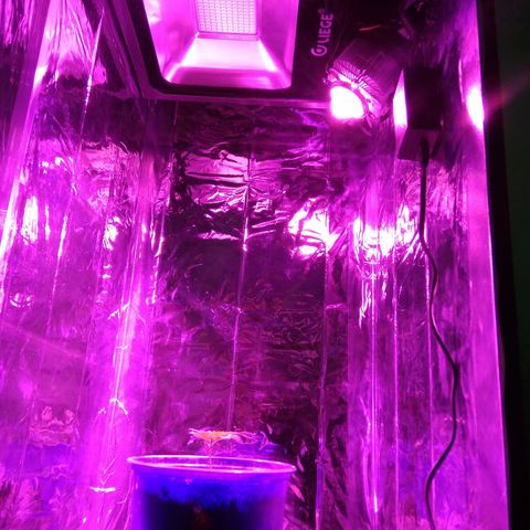 Laika growlog photo: Hoje chegou o meu chip led Full spectrum, adicionando mais 50w de luz com melhor qualidade ao meu grow.