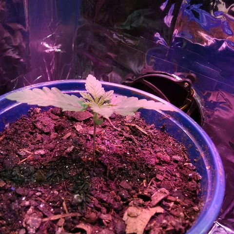 Laika growlog photo: Hoje chegou o meu chip led Full spectrum, adicionando mais 50w de luz com melhor qualidade ao meu grow.