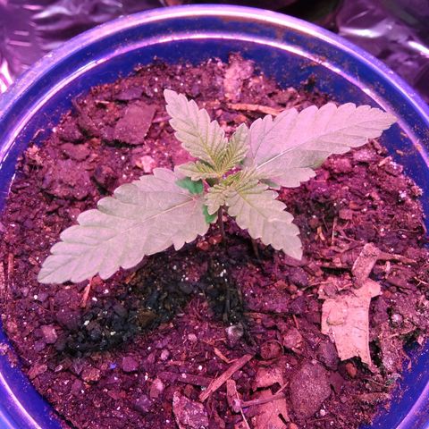 Laika growlog photo: Hoje chegou o meu chip led Full spectrum, adicionando mais 50w de luz com melhor qualidade ao meu grow.