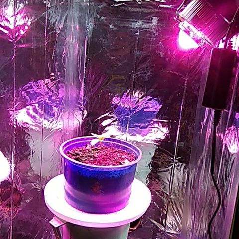 Laika growlog photo: Hoje chegou o meu chip led Full spectrum, adicionando mais 50w de luz com melhor qualidade ao meu grow.