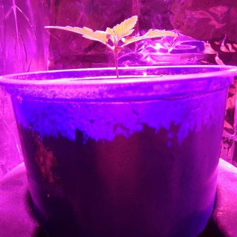 Laika growlog photo: Hoje chegou o meu chip led Full spectrum, adicionando mais 50w de luz com melhor qualidade ao meu grow.