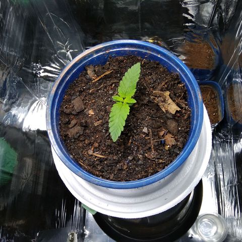 Laika growlog timeline photo