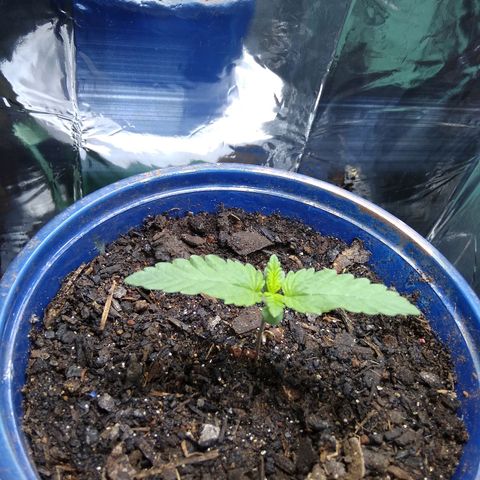 Laika growlog timeline photo