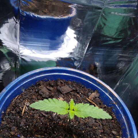 Laika growlog timeline photo
