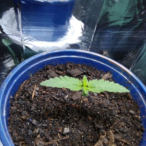 Laika growlog timeline photo