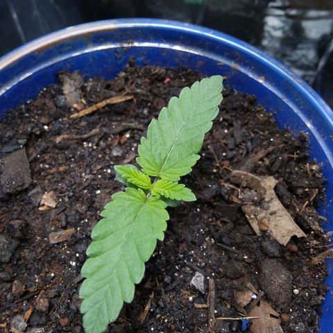 Laika growlog timeline photo