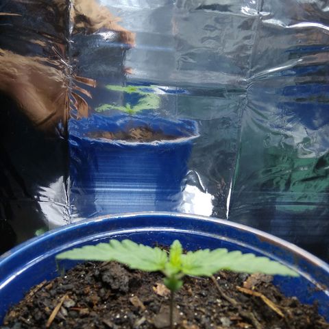 Laika growlog timeline photo