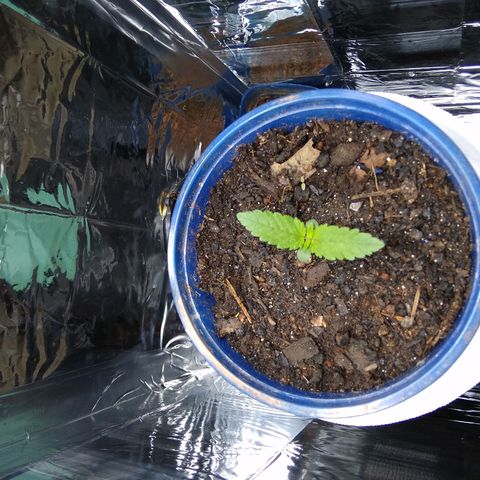 Laika growlog timeline photo