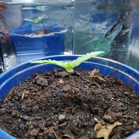 Laika growlog timeline photo