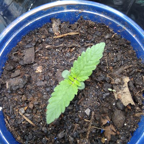 Laika growlog timeline photo