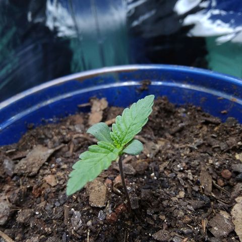 Laika growlog timeline photo