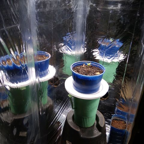Laika growlog timeline photo