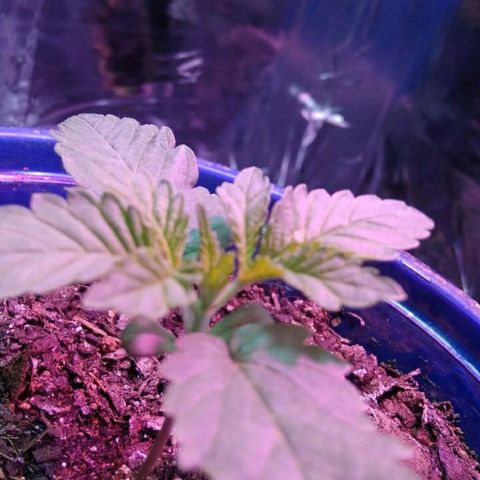 Laika growlog timeline photo