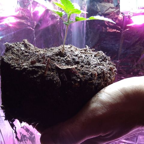 Laika growlog photo: Transplante para vaso de feltro