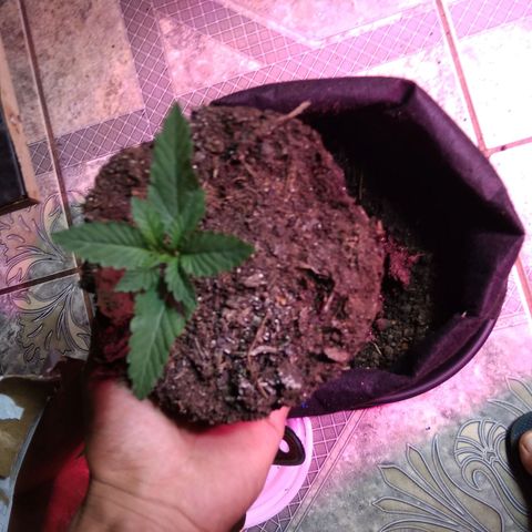 Laika growlog photo: Transplante para vaso de feltro