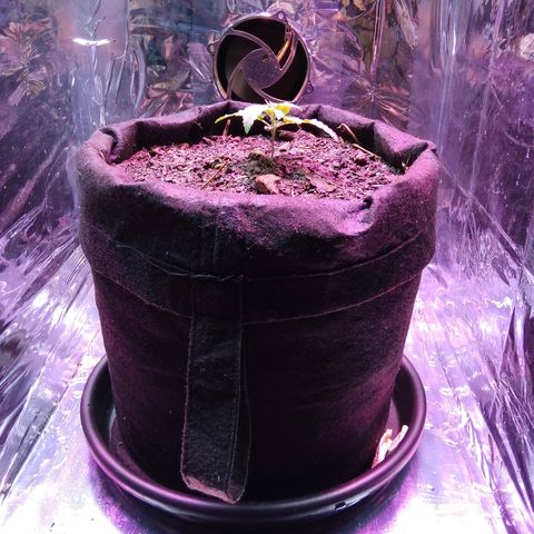 Laika growlog photo: Transplante para vaso de feltro