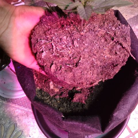 Laika growlog photo: Transplante para vaso de feltro