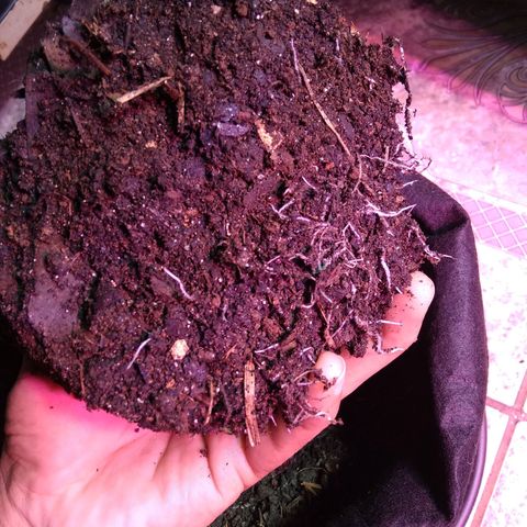Laika growlog photo: Transplante para vaso de feltro