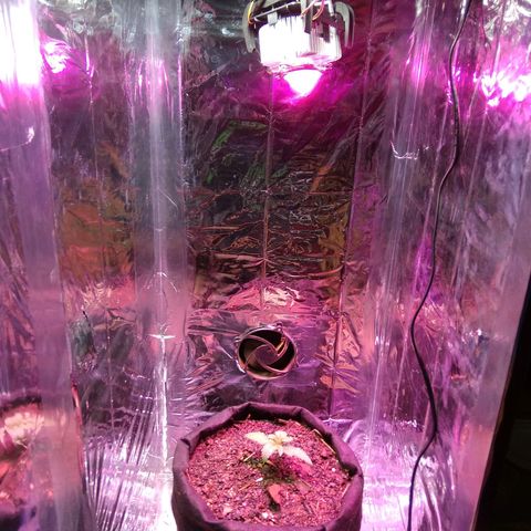 Laika growlog photo: Transplante para vaso de feltro