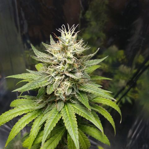 Laika growlog photo: Madurando