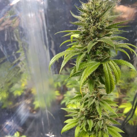 Laika growlog photo: Madurando