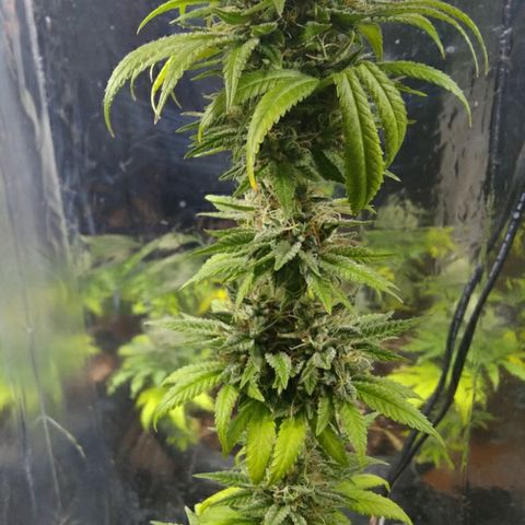 Laika growlog photo: Madurando