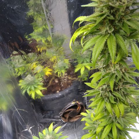 Laika growlog photo: Madurando