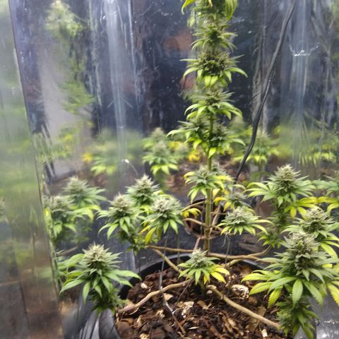 Laika growlog photo: Madurando