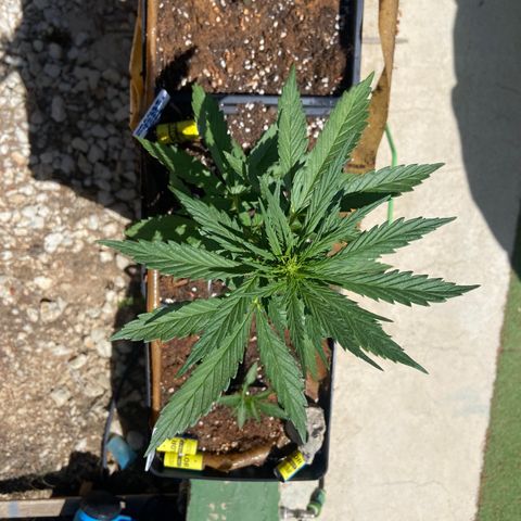 Orange Sherbert Fast Buds growlog timeline photo