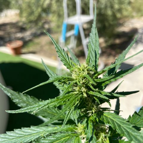 Orange Sherbert Fast Buds growlog timeline photo