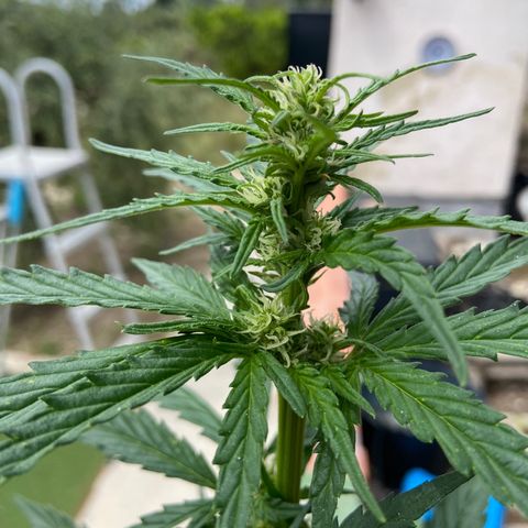 Orange Sherbert Fast Buds growlog timeline photo