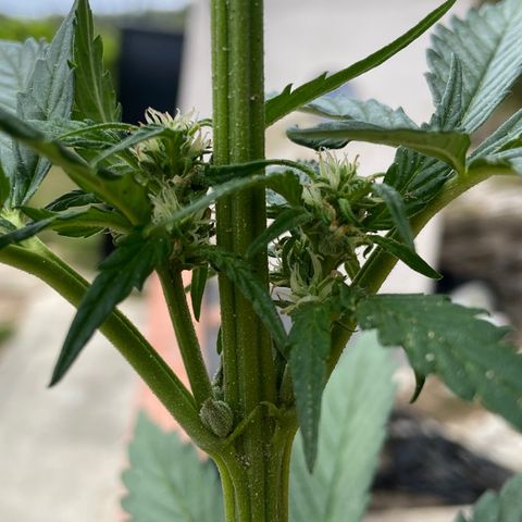 Orange Sherbert Fast Buds growlog timeline photo