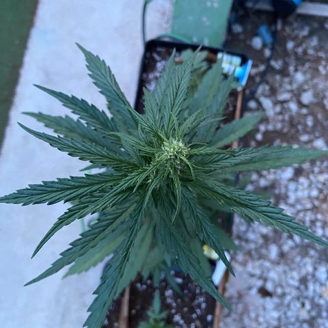 Orange Sherbert Fast Buds growlog timeline photo