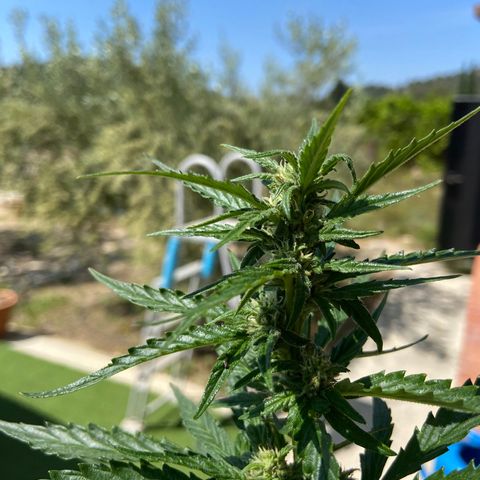Orange Sherbert Fast Buds growlog timeline photo