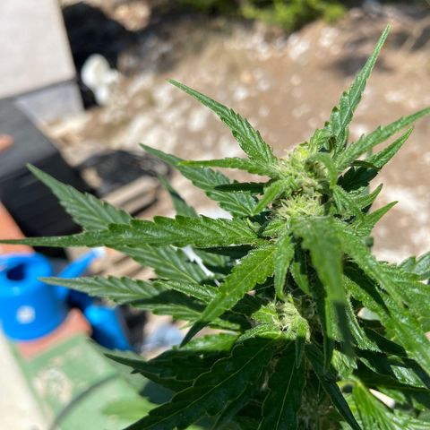 Orange Sherbert Fast Buds growlog timeline photo