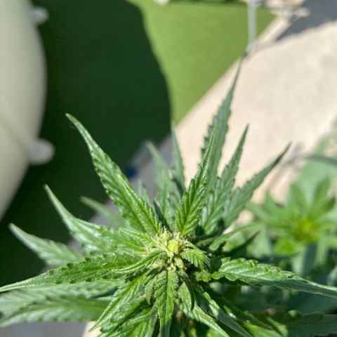 Orange Sherbert Fast Buds growlog timeline photo
