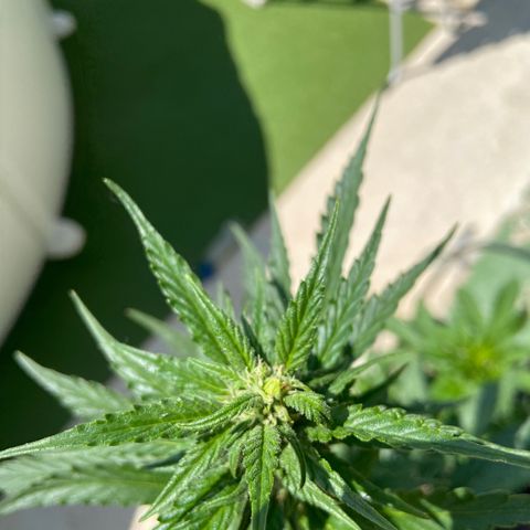 Orange Sherbert Fast Buds growlog timeline photo