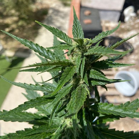 Orange Sherbert Fast Buds growlog timeline photo