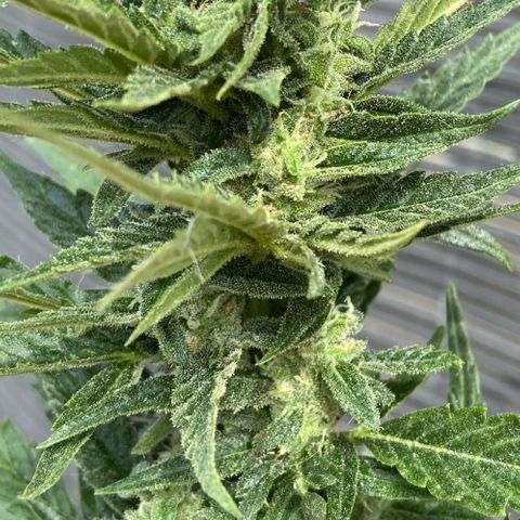 Orange Sherbert Fast Buds growlog timeline photo