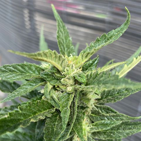 Orange Sherbert Fast Buds growlog timeline photo