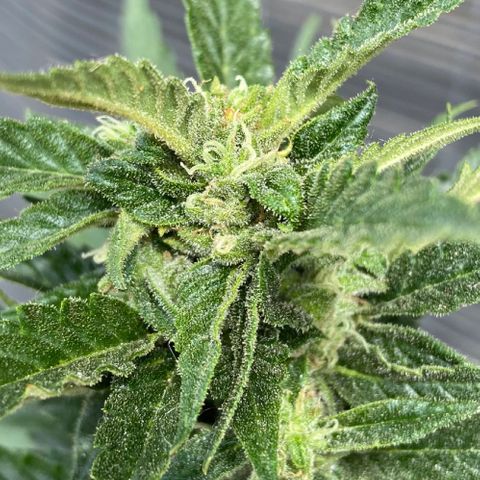 Orange Sherbert Fast Buds growlog timeline photo